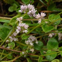 Neanotis nummularia (Arn.) W.H.Lewis